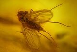 Fossil Beetle (Coleoptera) & Two Flies (Diptera) In Baltic Amber #159775-2